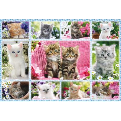 Schmidt-Spiele-56135 Chatons