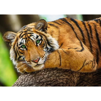 Trefl-37397 Tiger Portrait